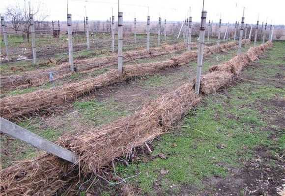 Обрезка винограда осенью и подготовка к зиме