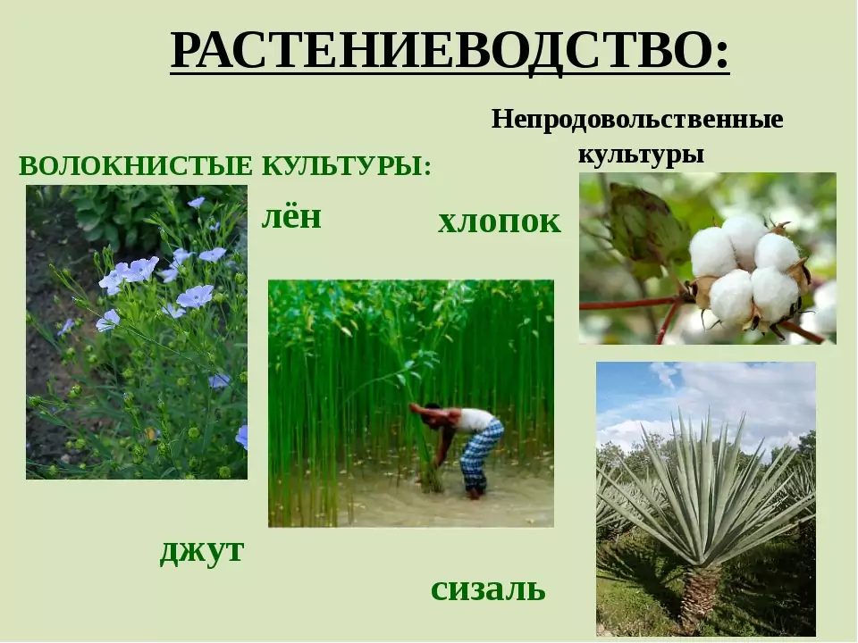 Культурные растения: от А до Я