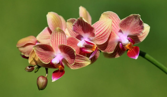 Все об уходе и выращивании орхидеи