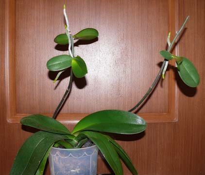 Все об уходе и выращивании орхидеи