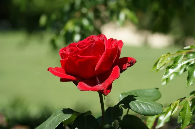 Как укрыть розы на зиму — все про спасение «королевы цветов»