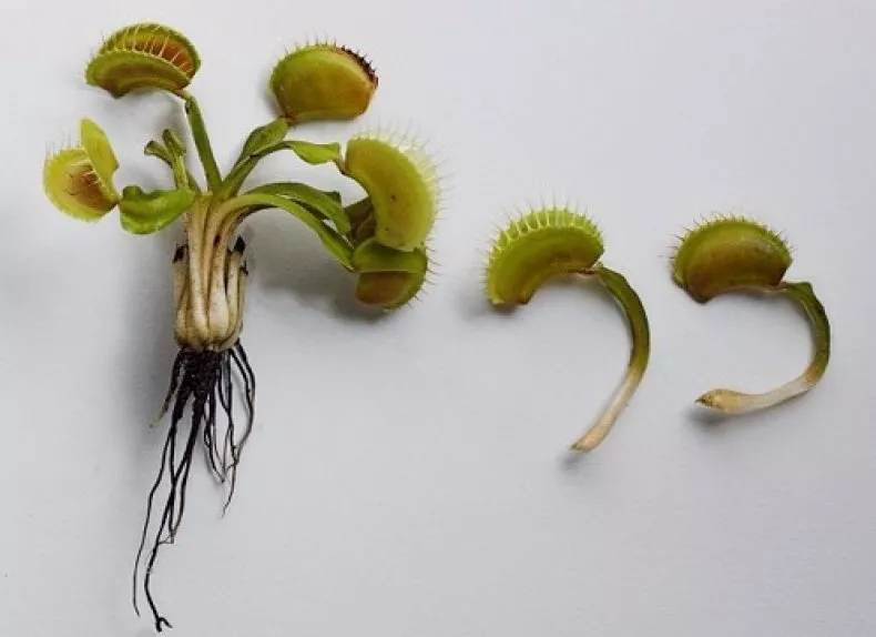 Очаровательное хищное растение – венерина мухоловка