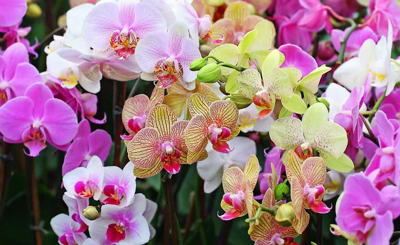 Самые яркие виды орхидей