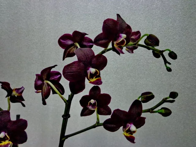 Самые яркие виды орхидей