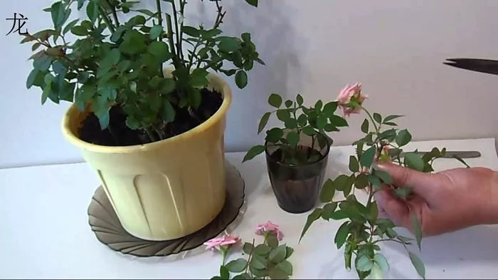 Обрезка роз на зиму: как все сделать без ущерба для растения?