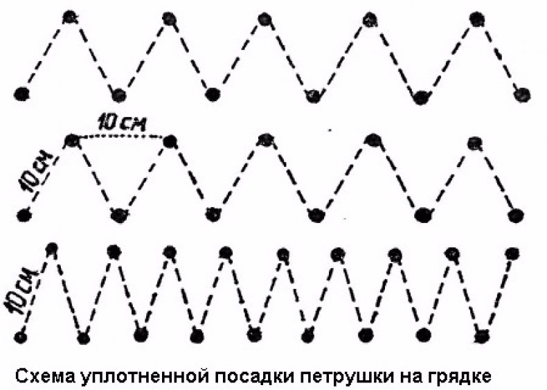 Схема посадки петрушки листовой