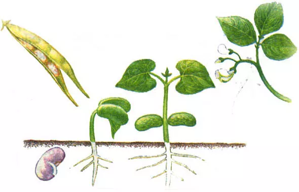Вегетативное размножение: все о том как, зачем и когда