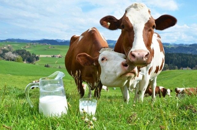 Как когда и почему корова дает молоко