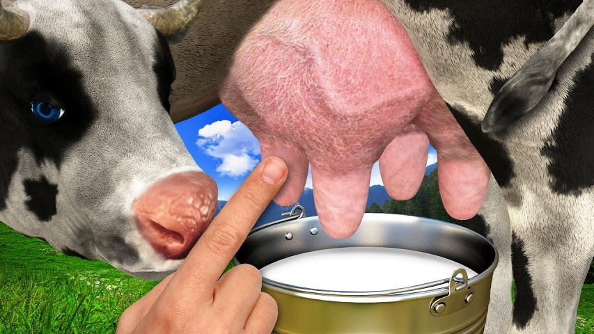 Причини появи кров'янистого молока у корови