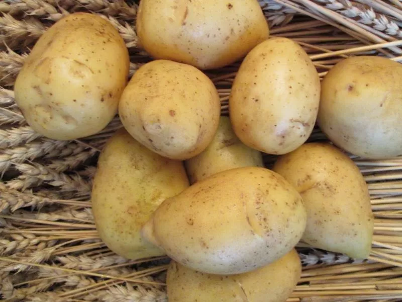 Сорта желтого картофеля: узнаем и выбираем