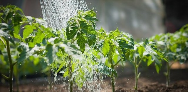 Как вырастить овощи без полива в засушливых регионах