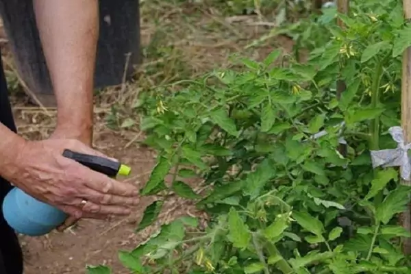 Как подготовить семена томатов к посадке?