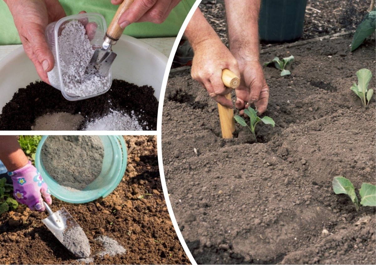 Выращивание капустной рассады - советы, рекомендации и методы