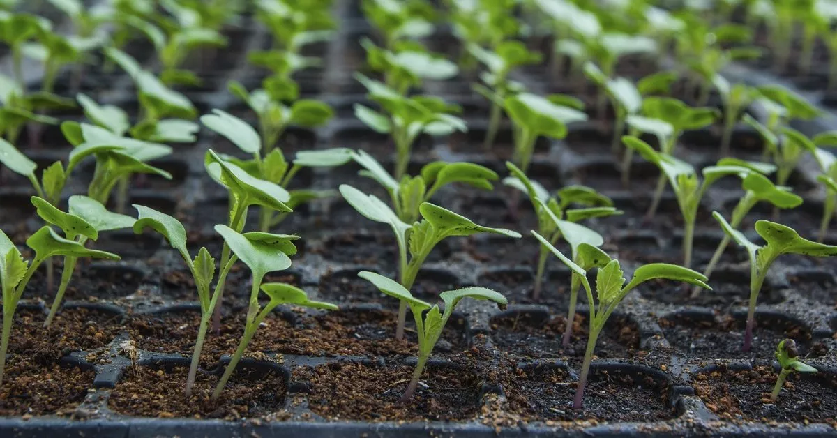Выращивание капустной рассады - советы, рекомендации и методы