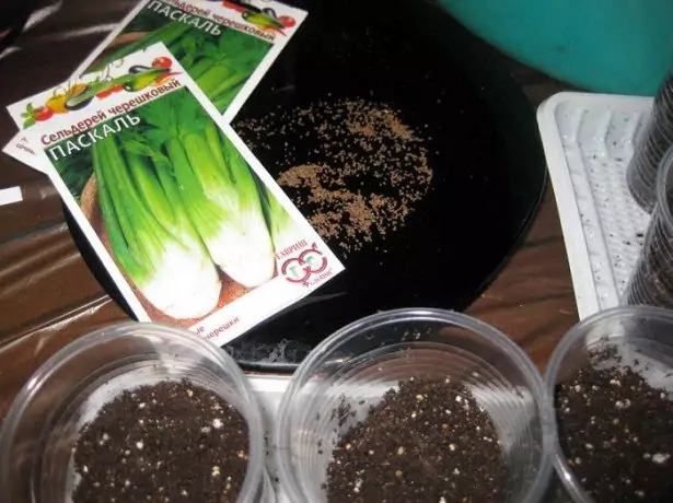 Рассада сельдерея: подготовка и посев семян разных сортов