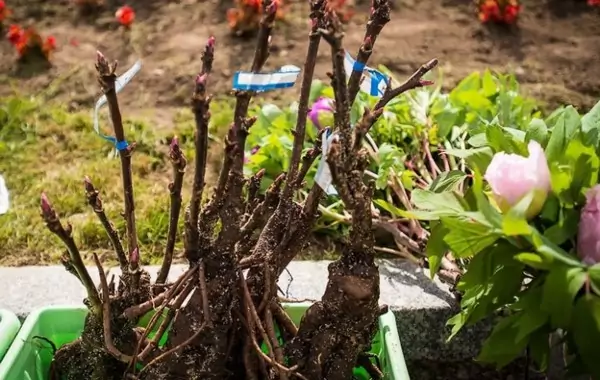 Древовидные пионы: как посадить и вырастить