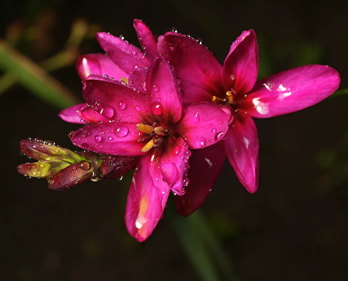 Цветок Иксия - посадка и уход в открытом грунте