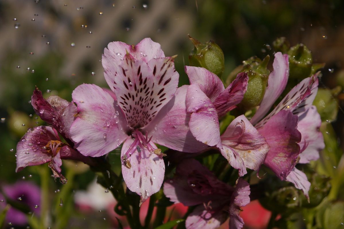 Цветок альстромерия фото посадка и уход