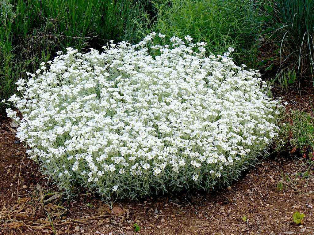 Многолетнее растение с белыми цветами названия фото
