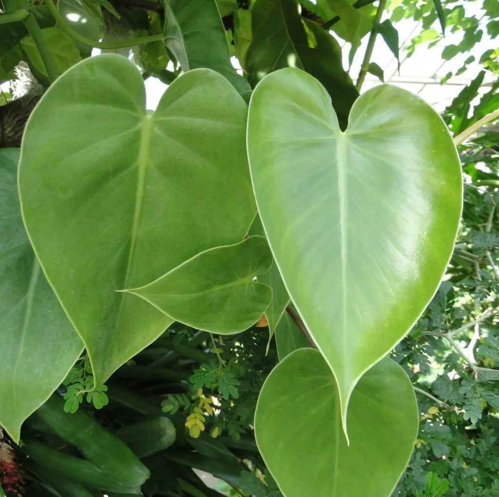 Филодендрон - особенности выращивания тропического красавца
