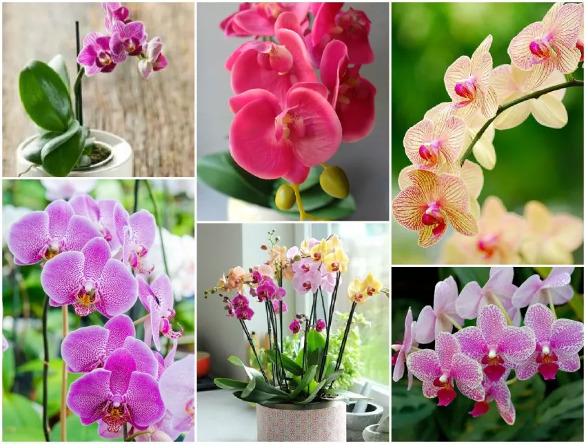 Орхидея фаленопсис - капризная красавица