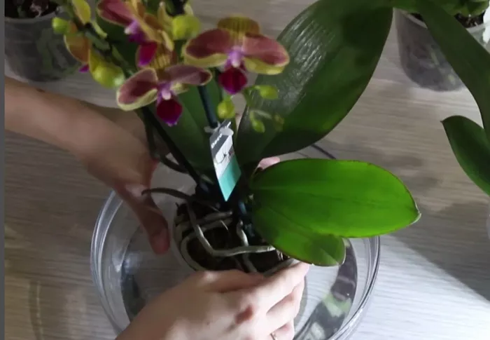 Орхидея фаленопсис - капризная красавица