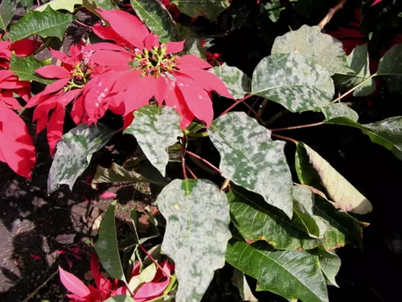 Пуансеттия – рождественская звезда, цветущая на подоконнике