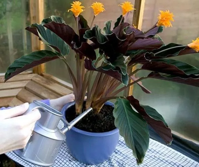 Калатея - необычное, красивое растение