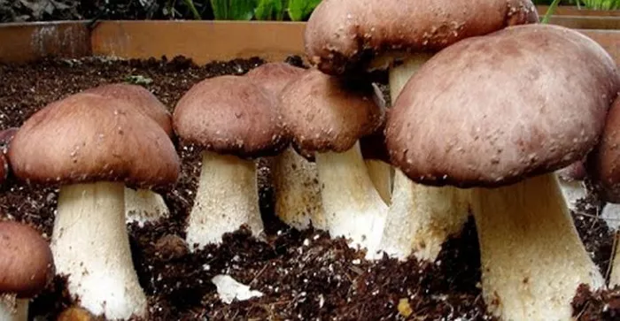 Выращивание грибов в домашних условиях: основные этапы