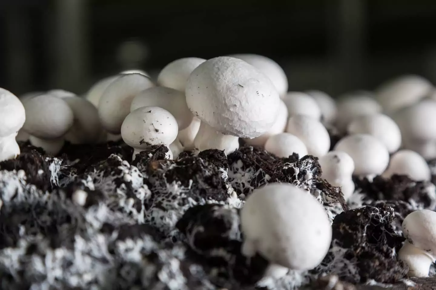 Выращивание грибов в домашних условиях: основные этапы
