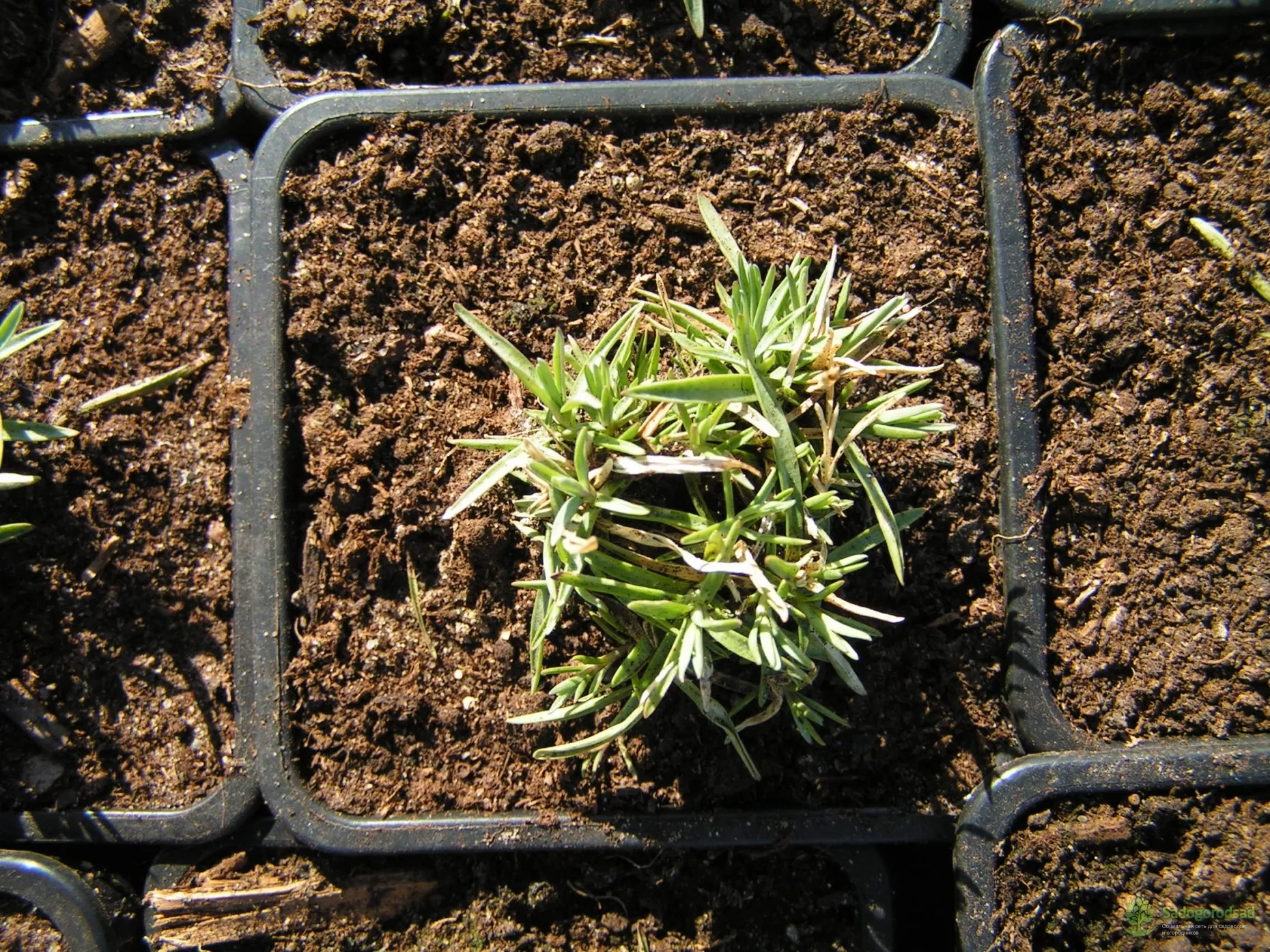 Гвоздика садовая многолетняя - посадка, выращивание и уход