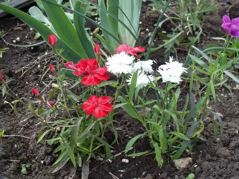 Гвоздика садовая многолетняя - посадка, выращивание и уход