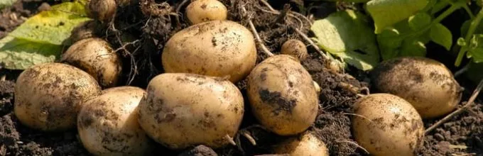 Картофель из семян: современная технология выращивания