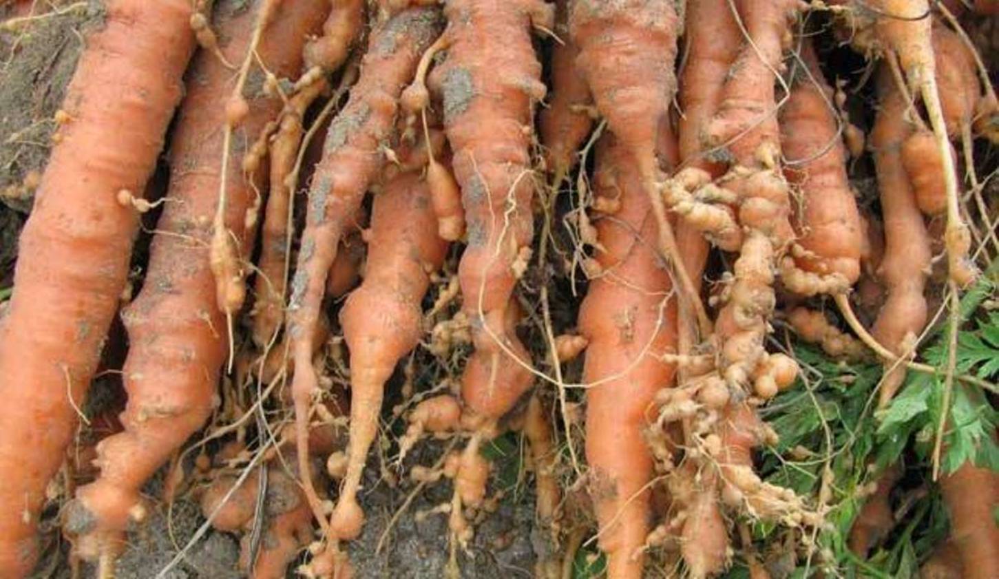 Галловая нематода на моркови