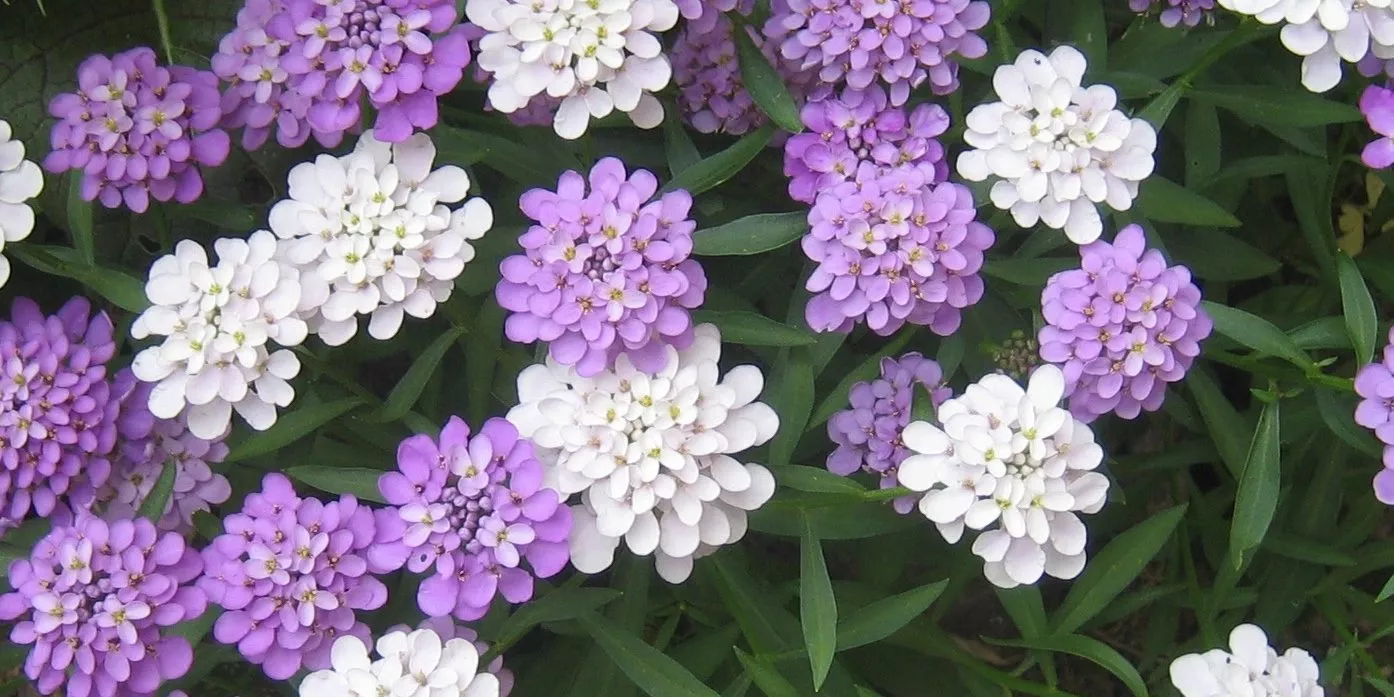 7 цветочных культур, которые нужно посеять на рассаду в марте