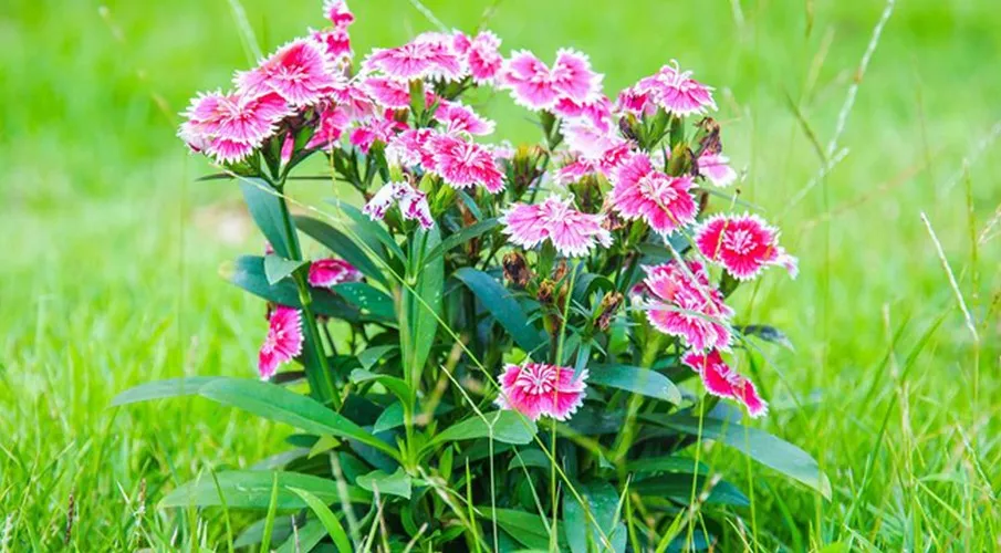 7 цветочных культур, которые нужно посеять на рассаду в марте