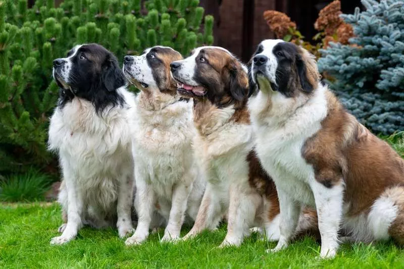 Собака для охраны частного дома - 6 лучших сторожевых пород