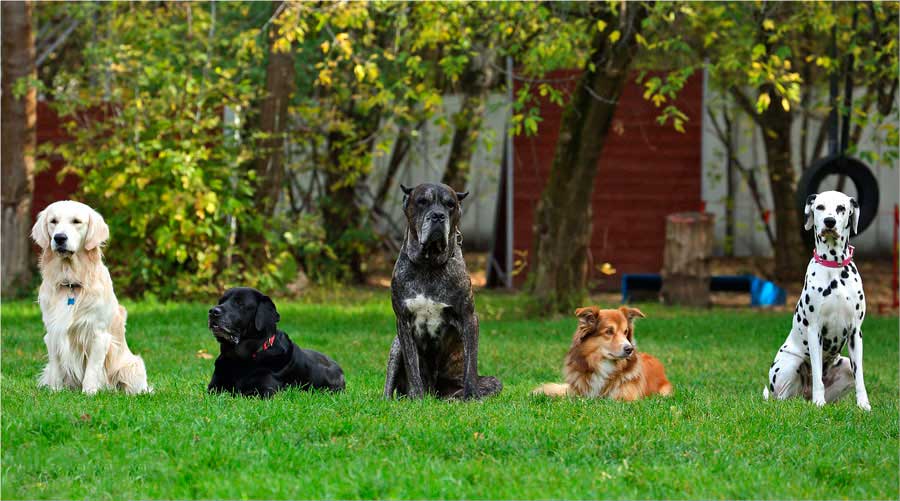 Собака для охраны частного дома - 6 лучших сторожевых пород