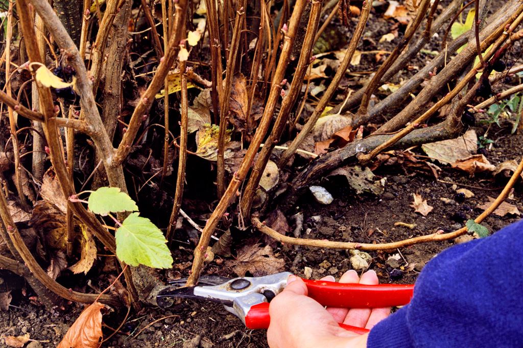 Обработка сада осенью – эффективные приемы против болезней и вредителей