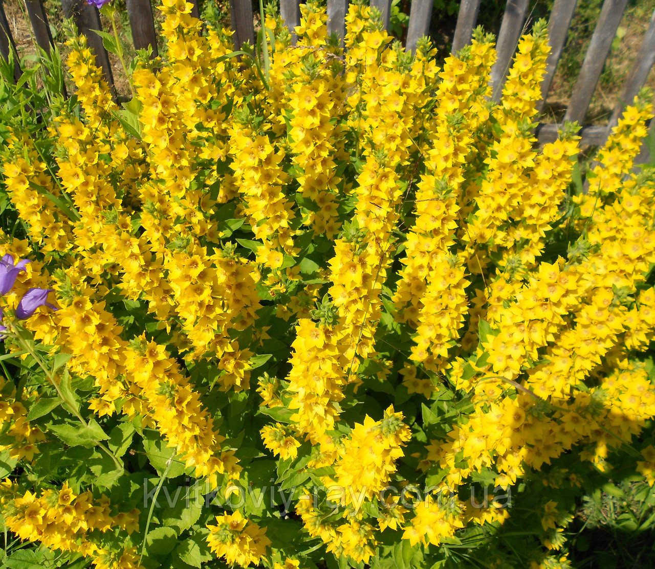 Многолетние желтые цветы фото с названиями для сада