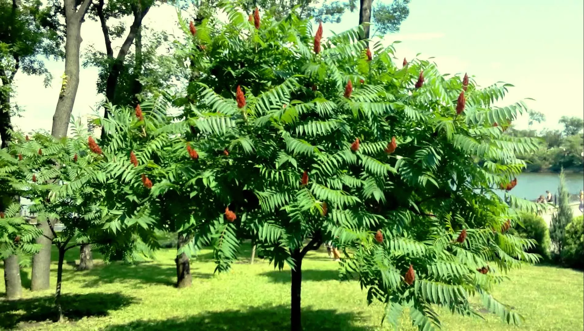 Сумах — эффектное и яркое уксусное дерево
