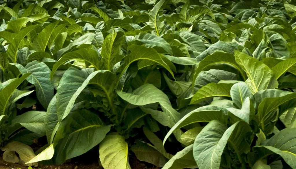 Как выращивать табак - посадка и уход