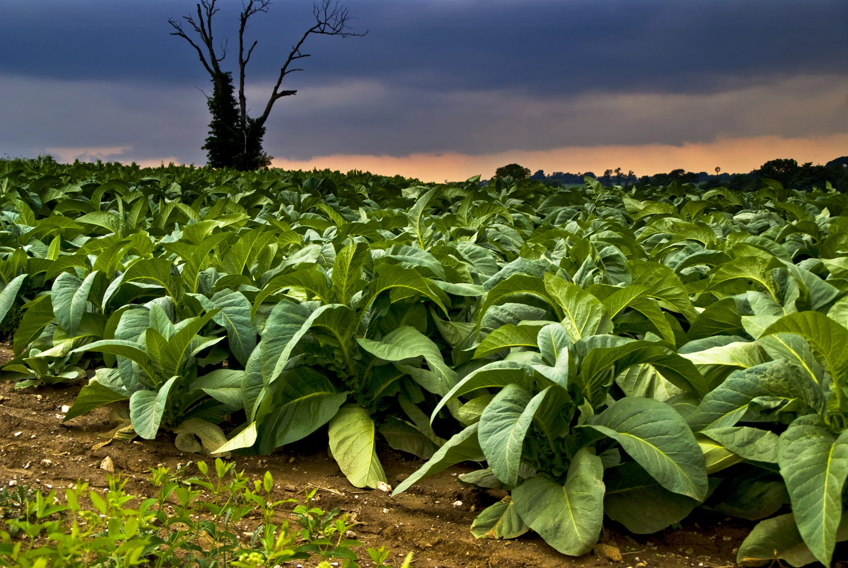 Как выращивать табак - посадка и уход