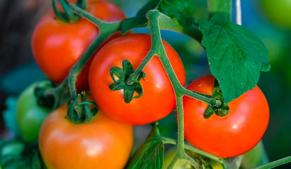 Лунный календарь посадки томатов в 2019 году