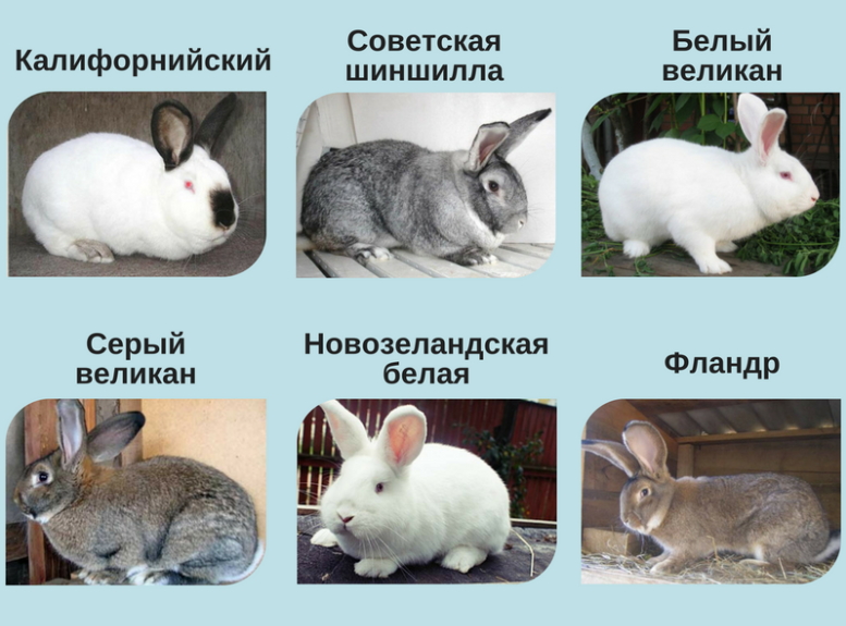 Виды декоративных кроликов с фото и названиями и описанием пород