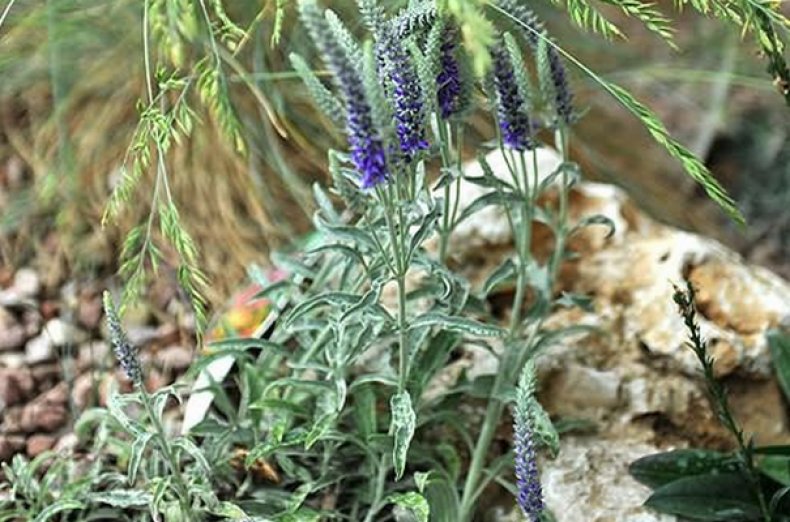 Цветок Вероника - посадка и уход за растением
