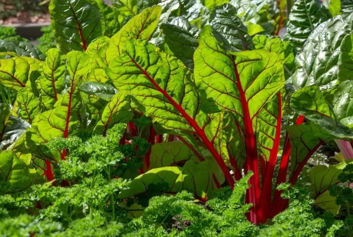 Мангольд: выращивание и уход за листовой свеклой