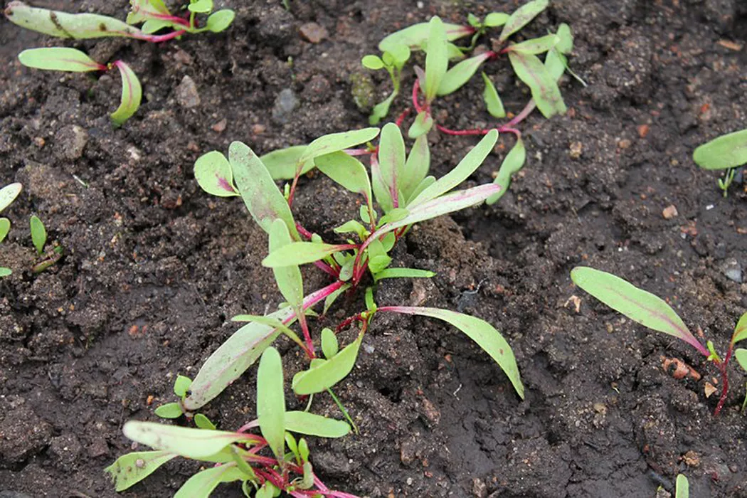 Мангольд: выращивание и уход за листовой свеклой