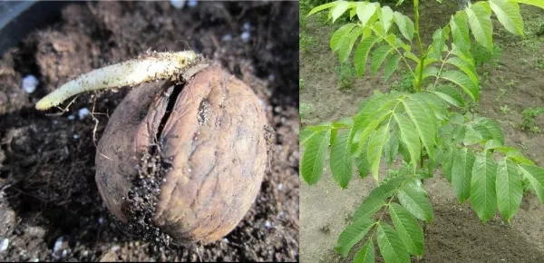 Грецкий орех – дерево жизни: как вырастить идеальное растение