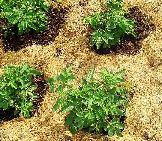 Картофель из семян: современная технология выращивания